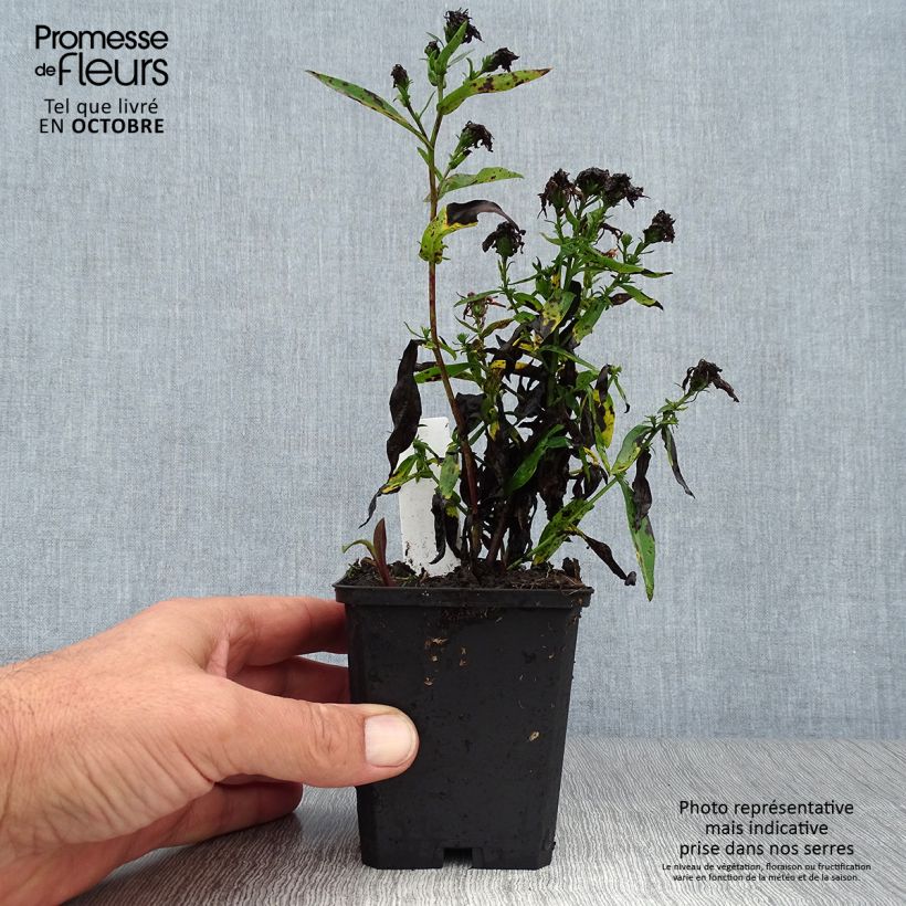 Amostra de Aster novi-belgii Patricia Ballard - Áster de Outono Grande Vaso de 8/9 cm tal como entregue no outono