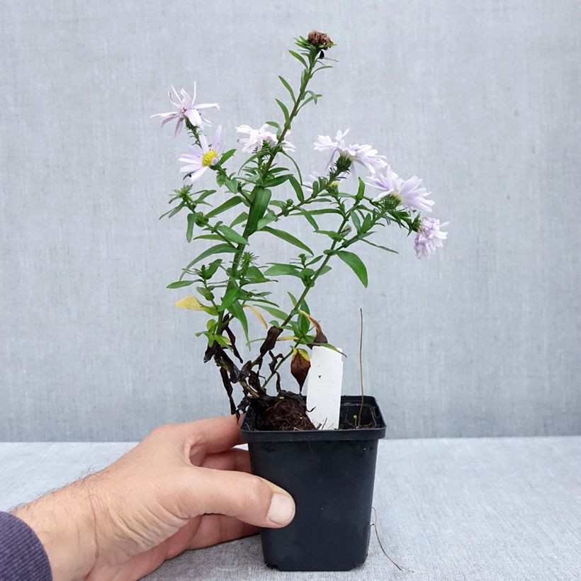 Amostra de Aster novi-belgii Porzellan - Áster de Outono Grande Vaso de 8/9 cm tal como entregue no outono