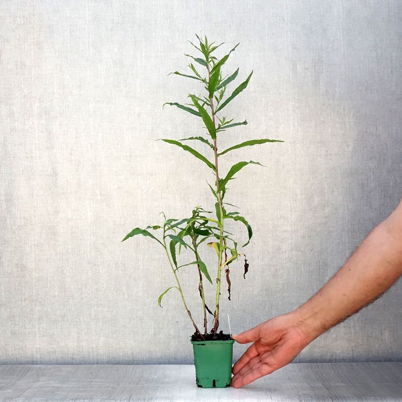 Amostra de Aster novi-belgii Reitlingstal - Áster de Outono Grande Vaso de 8/9 cm tal como entregue no verão