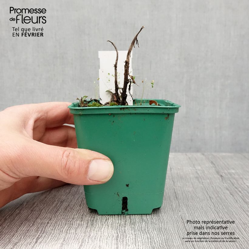 Amostra de Aster novi-belgii Reitlingstal - Aster grand d’automne Vaso de 8/9 cm tal como entregue no inverno