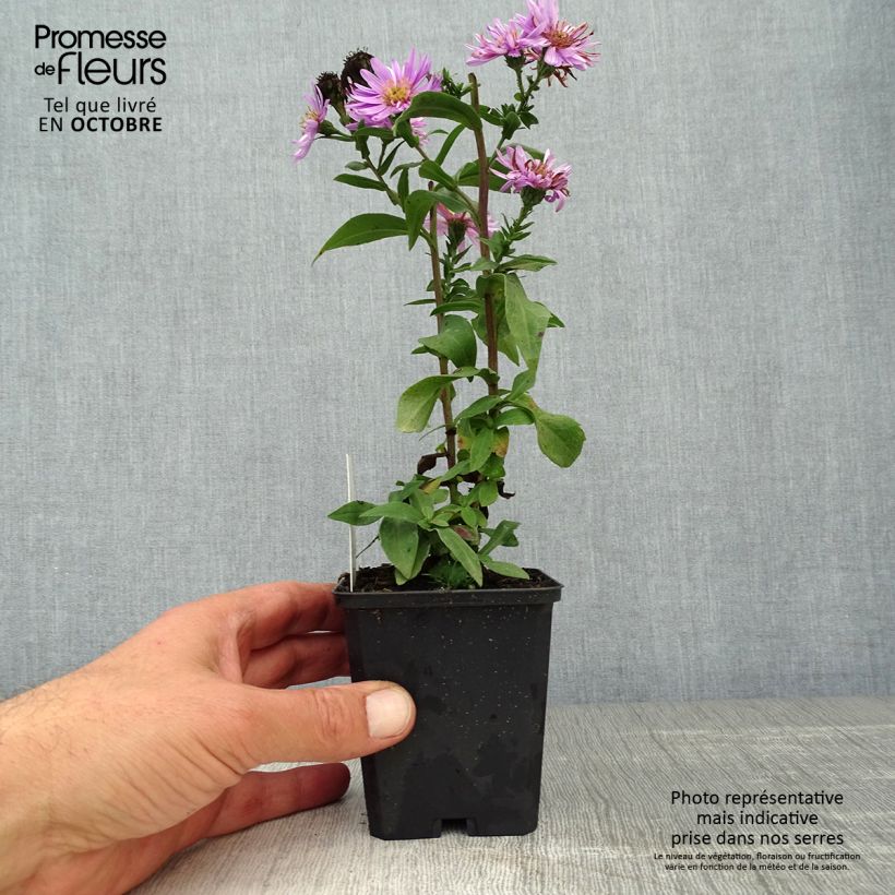 Amostra de Aster novi-belgii Sarah Ballard Vaso de 8/9 cm tal como entregue no outono