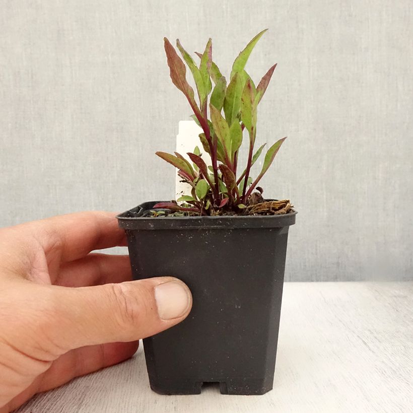Amostra de Aster novi-belgii Sarah Ballard Vaso de 8/9 cm tal como entregue no verão