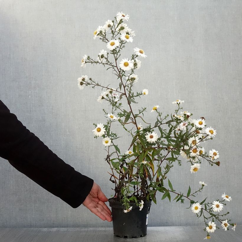 Amostra de Aster novi-belgii White Lady - Áster de Outono Grande Vaso de 2 L/3 L tal como entregue no outono