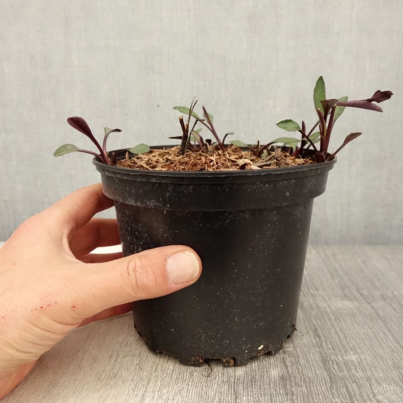 Amostra de Aster novi-belgii White Lady - Áster de Outono Grande Vaso de 2 L/3 L tal como entregue na primavera