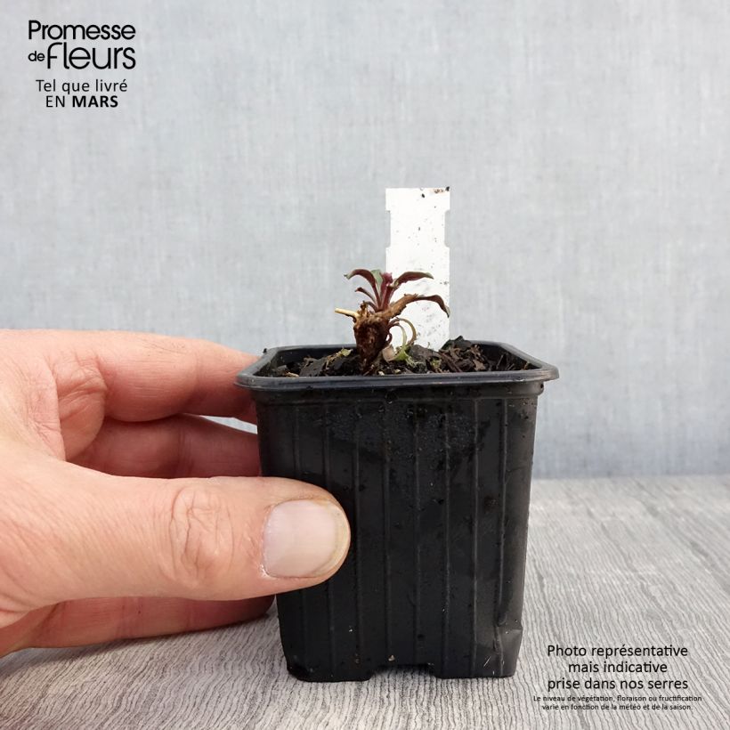 Amostra de Áster oblongifolium October Skies Vaso de 8/9 cm tal como entregue na primavera