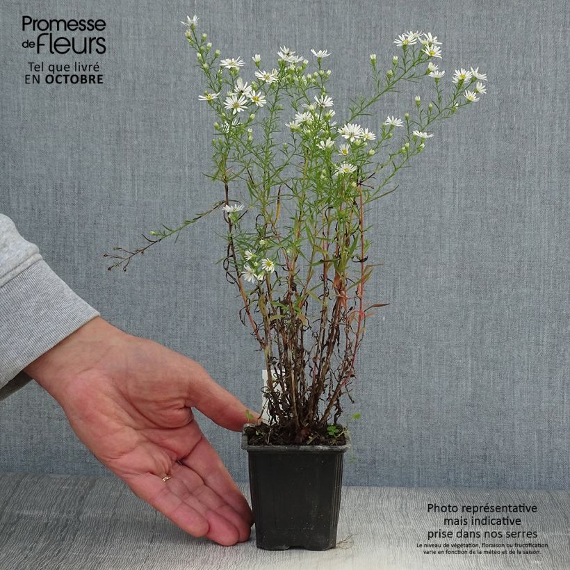 Amostra de Aster pringlei Monte Cassino Vaso de 8/9 cm tal como entregue no outono