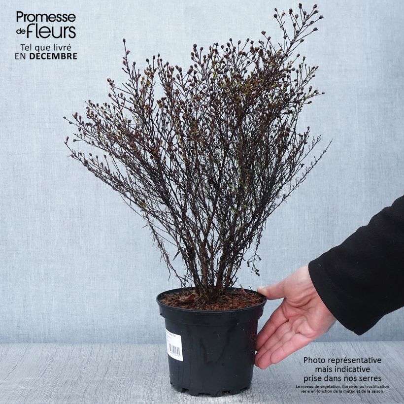 Amostra de Aster pringlei Monte Cassino Pot de 2L/3L tal como entregue no outono