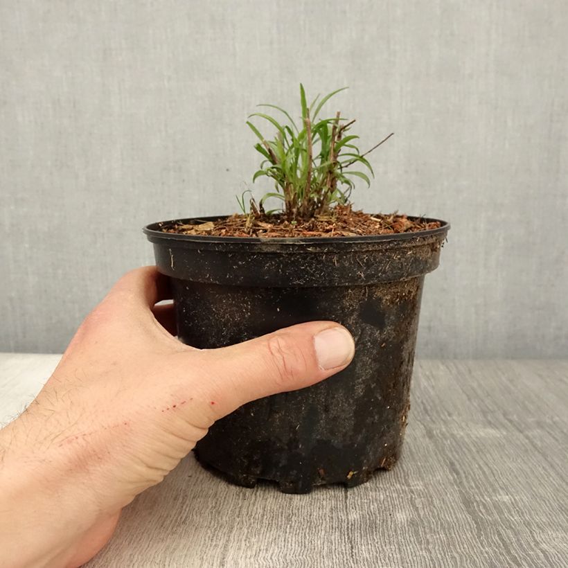 Amostra de Aster pringlei Monte Cassino Vaso de 2 L/3 L tal como entregue na primavera