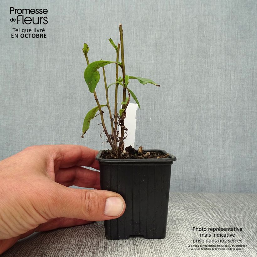 Amostra de Áster pyrenaeus Lutetia - Áster de verão dos Pirenéus Vaso de 8/9 cm tal como entregue no outono
