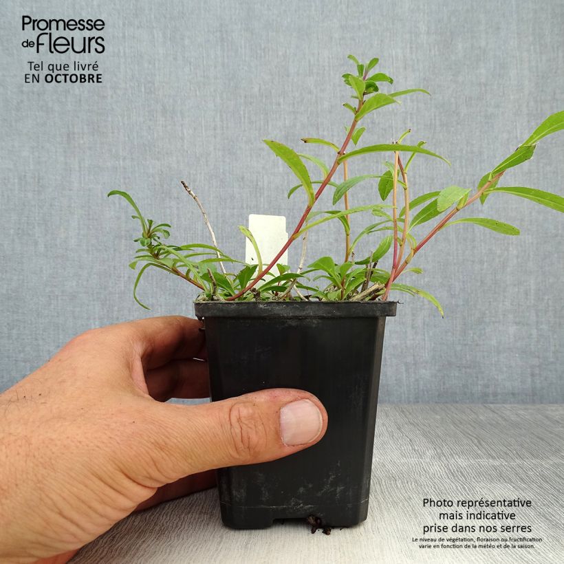 Amostra de Aster radula August Sky - Áster de verão Vaso de 8/9 cm tal como entregue no outono
