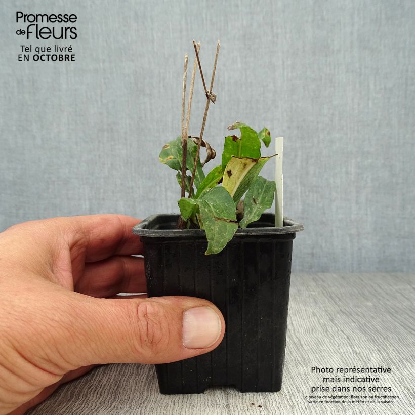Amostra de Áster rugulosus Asrugo Vaso de 8/9 cm tal como entregue no outono