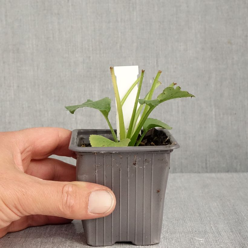 Amostra de Áster schreberi - Áster de outono Vaso de 8/9 cm tal como entregue no outono