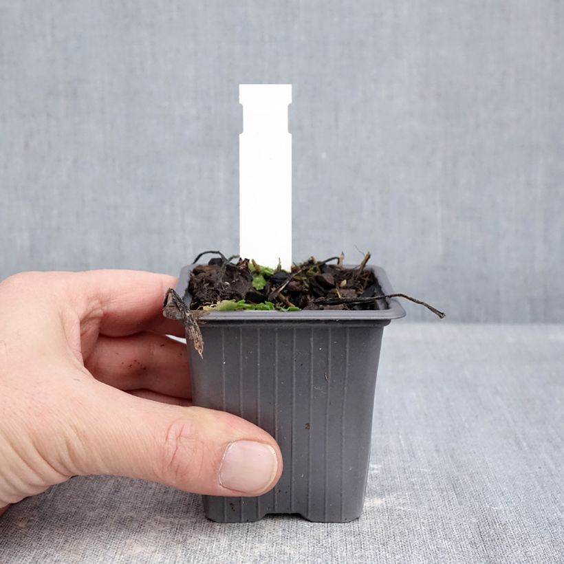 Amostra de Áster schreberi - Áster de outono Vaso de 8/9 cm tal como entregue no inverno