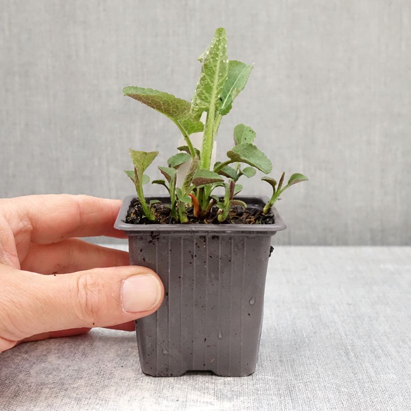 Amostra de Áster schreberi - Áster de outono Vaso de 8/9 cm tal como entregue na primavera