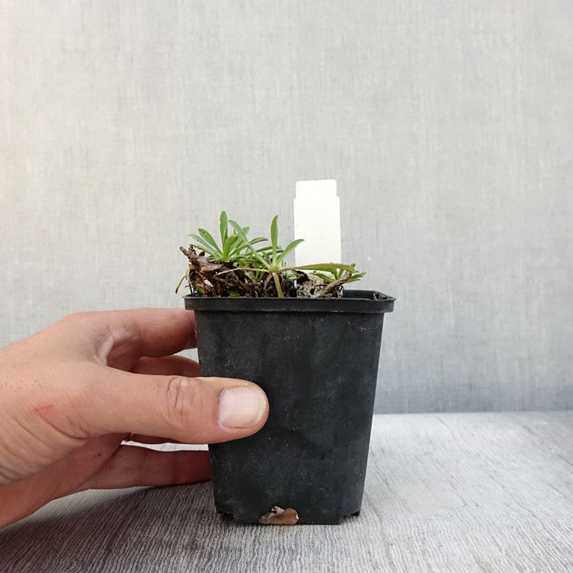 Amostra de Áster sibiricus - Áster de verão Vaso de 8/9 cm tal como entregue no outono