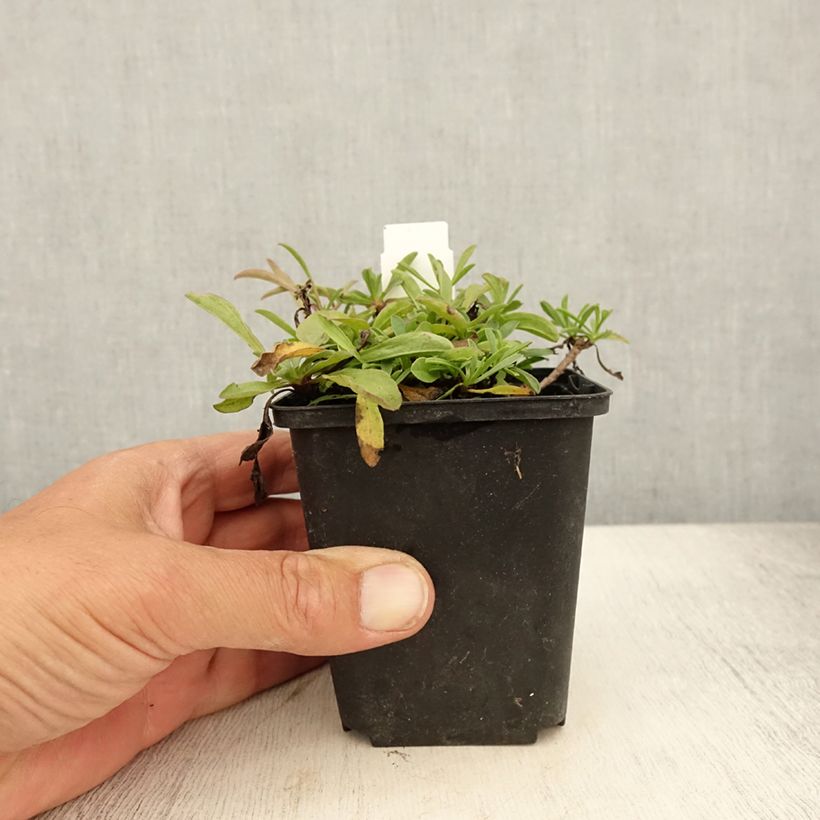 Amostra de Áster sibiricus - Áster de verão Vaso de 8/9 cm tal como entregue no verão