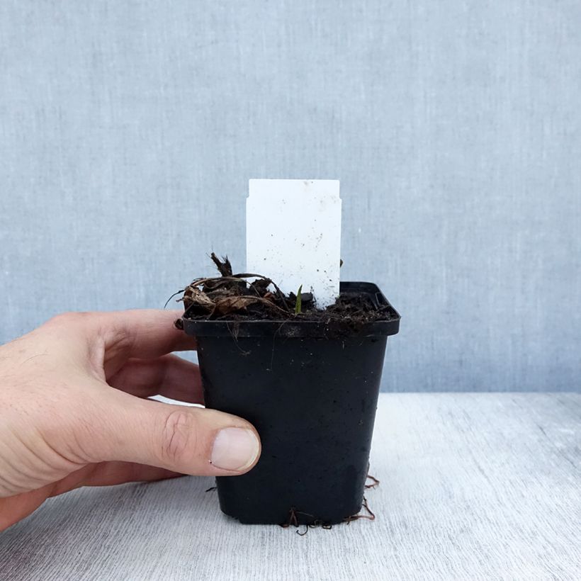 Amostra de Áster tataricus Jindai - Áster da Tartária Vaso de 8/9 cm tal como entregue no outono