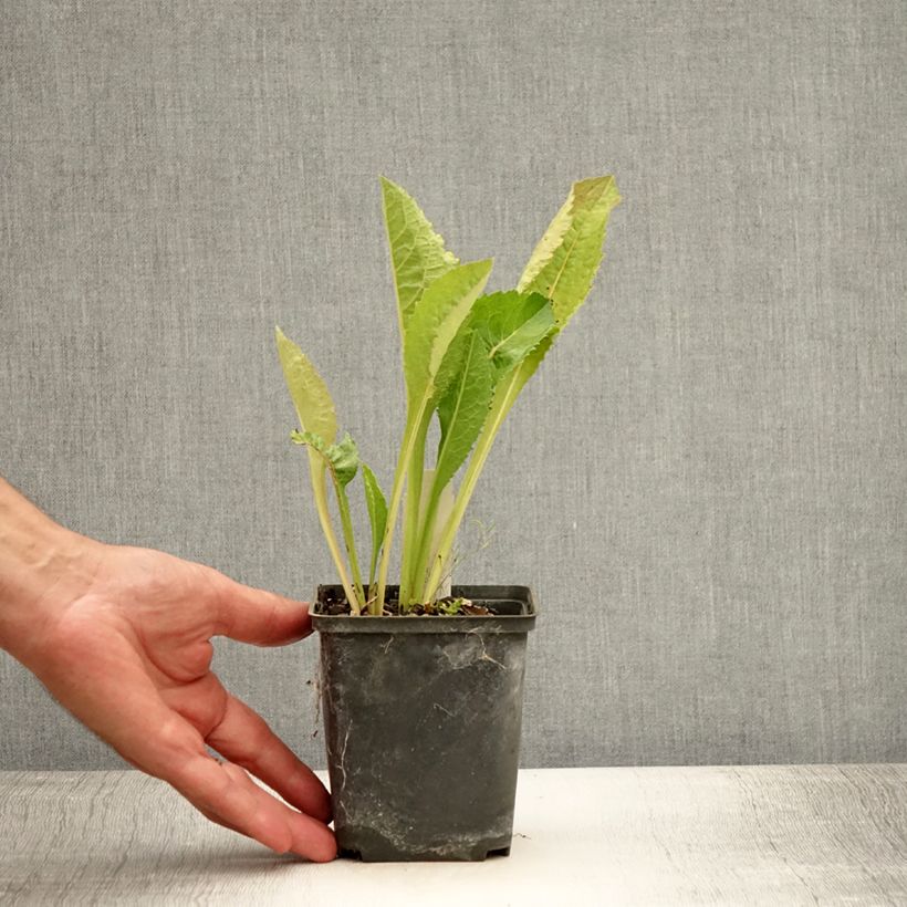 Amostra de Áster tataricus Jindai - Áster da Tartária Vaso de 8/9 cm tal como entregue no verão