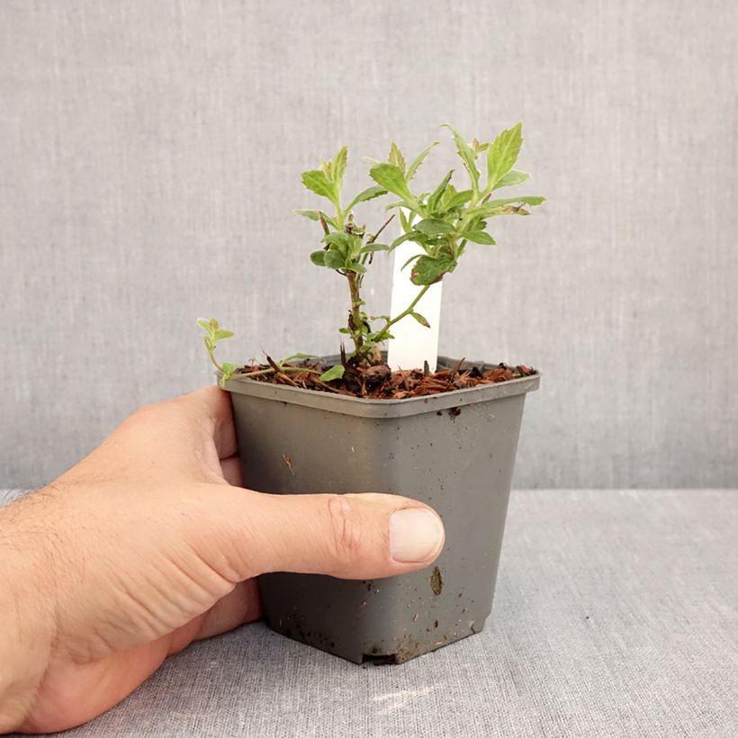 Amostra de Áster thomsonii Nanus - Áster de verão Vaso de 8/9 cm tal como entregue no outono