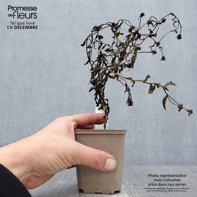 Amostra de Aster thomsonii Nanus - Aster d'été Vaso de 8/9 cm tal como entregue no inverno