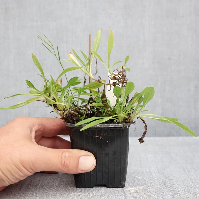 Amostra de Aster tongolensis Berggarten - Áster da Primavera Vaso de 8/9 cm tal como entregue no outono