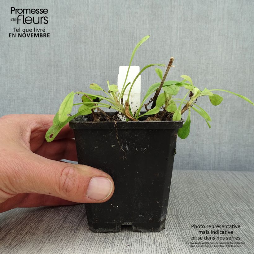 Amostra de Áster tongolensis Wartburgstern - Áster da primavera Vaso de 8/9 cm tal como entregue no outono