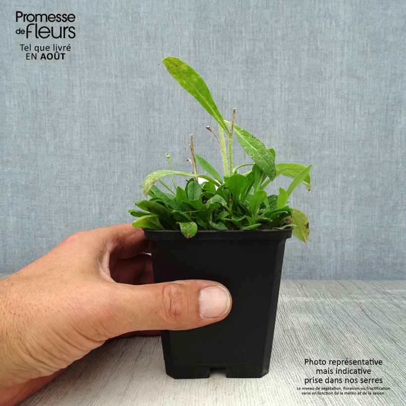 Amostra de Áster tongolensis Wartburgstern - Áster da primavera Vaso de 8/9 cm tal como entregue no verão