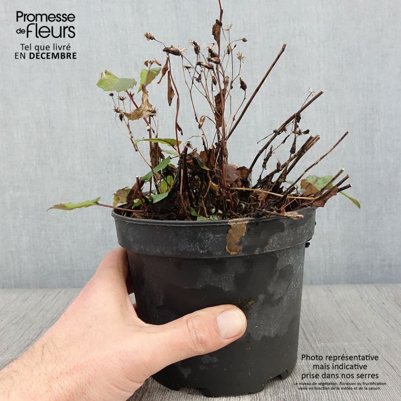 Amostra de Áster tradescantii - Áster de outono Vaso de 2 L/3 L tal como entregue no outono