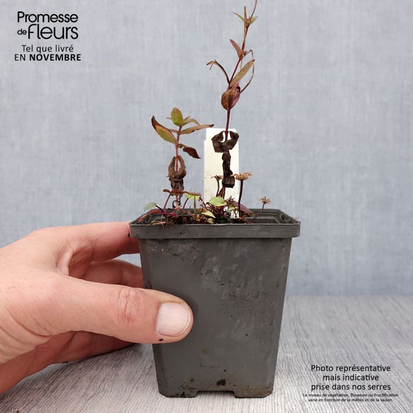 Amostra de Áster tradescantii - Áster de outono Vaso de 8/9 cm tal como entregue no outono