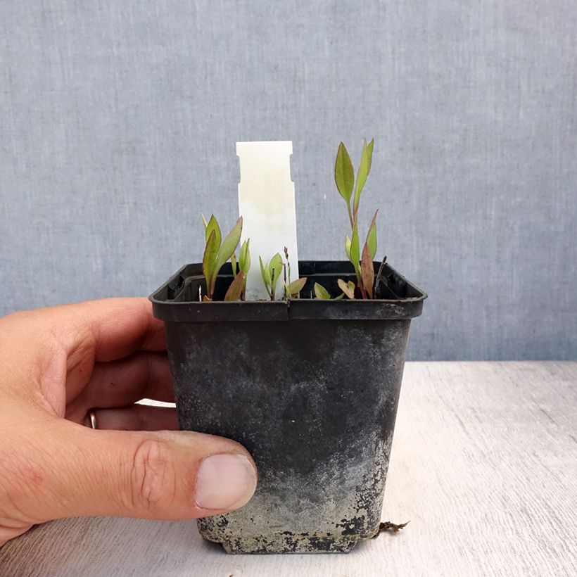 Amostra de Áster tradescantii - Áster de outono Vaso de 8/9 cm tal como entregue no verão