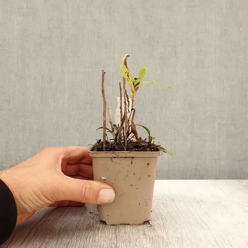 Amostra de Aster versicolor Altweibersommer - Áster alto de outono Vaso de 8/9 cm tal como entregue no outono