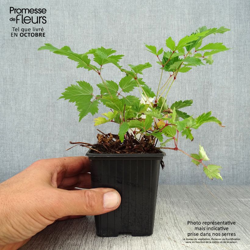 Amostra de Astilbe arendsii Anita Pfeiffer Vaso de 8/9 cm tal como entregue no outono