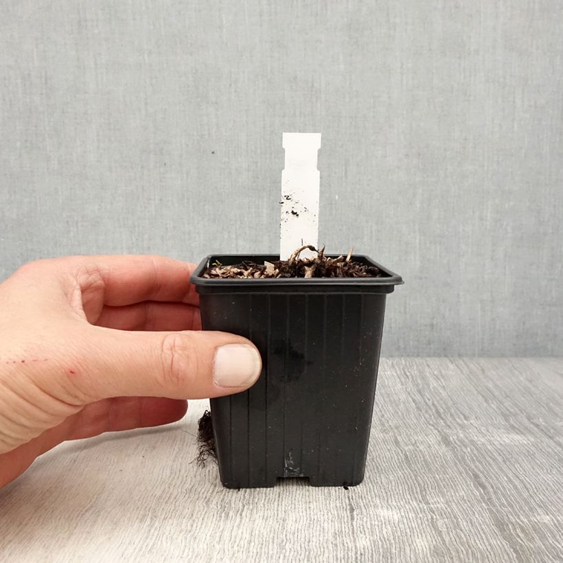 Amostra de Astilbe arendsii Color Flash Lime Vaso de 8/9 cm tal como entregue na primavera