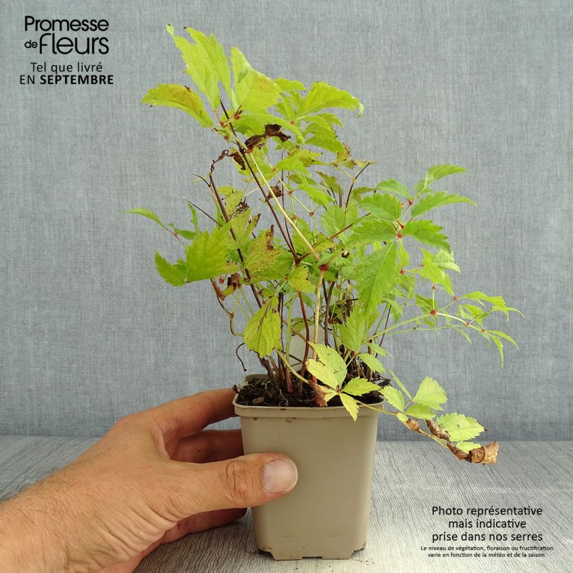 Amostra de Astilbe arendsii Brautschleier Vaso de 8/9 cm tal como entregue no verão