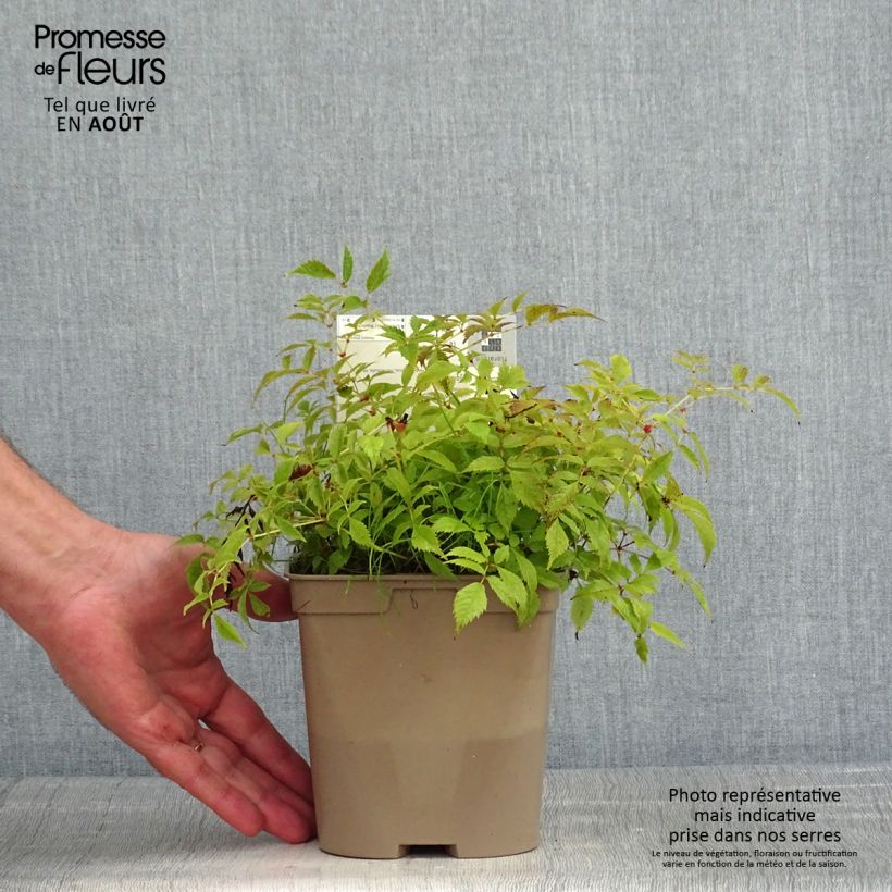 Amostra de Astilbe arendsii Brautschleier Vaso de 2 L/3 L tal como entregue no verão