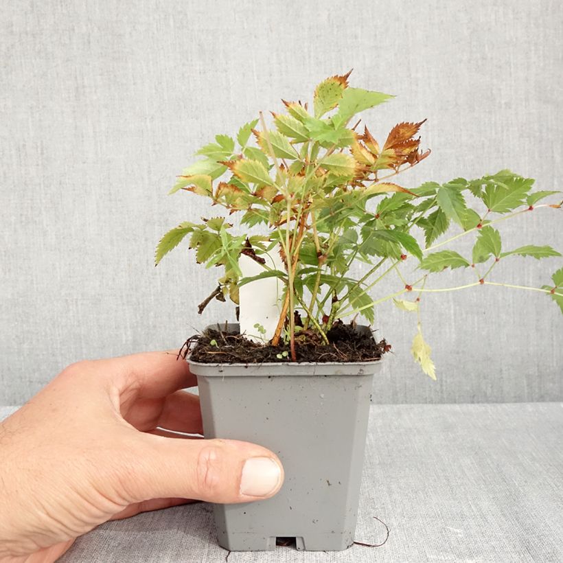 Amostra de Astilbe arendsii Brautschleier Vaso de 8/9 cm tal como entregue no outono