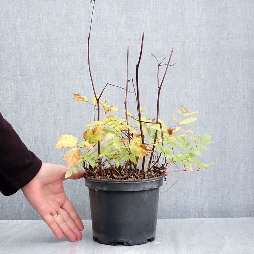 Amostra de Astilbe arendsii Brautschleier Vaso de 2 L/3 L tal como entregue no outono