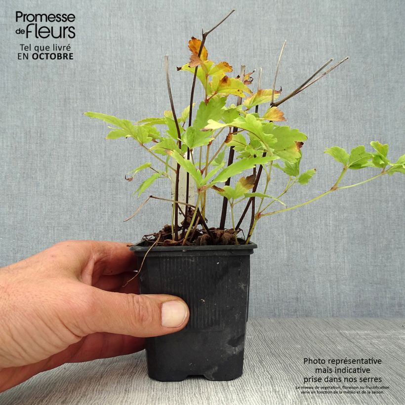 Amostra de Astilbe arendsii Bressingham Beauty Vaso de 8/9 cm tal como entregue no outono
