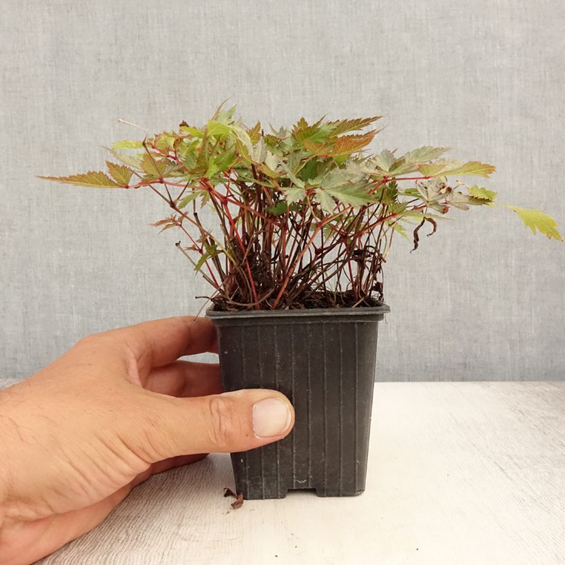 Amostra de Astilbe arendsii Bumalda Vaso de 8/9 cm tal como entregue no verão