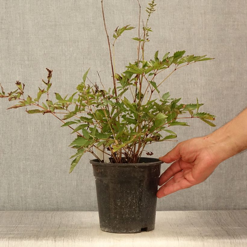 Amostra de Astilbe arendsii Cappuccino Pot de 2L/3L tal como entregue no verão