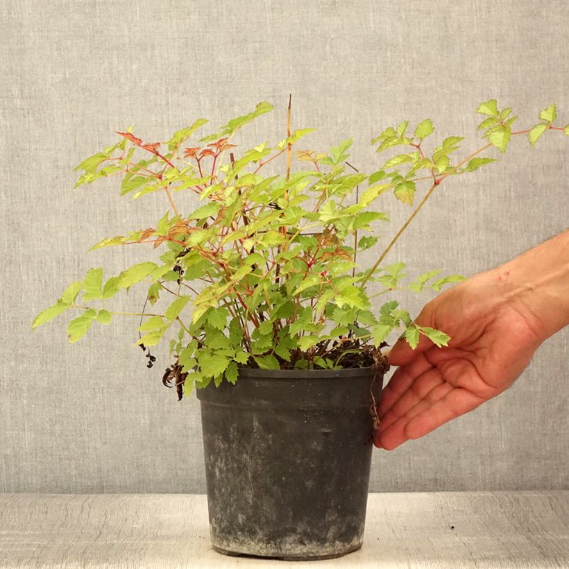 Amostra de Astilbe arendsii Color Flash Lime Vaso de 2 L/3 L tal como entregue no verão