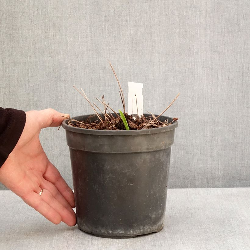 Amostra de Astilbe arendsii Color Flash Lime Vaso de 2 L/3 L tal como entregue na primavera