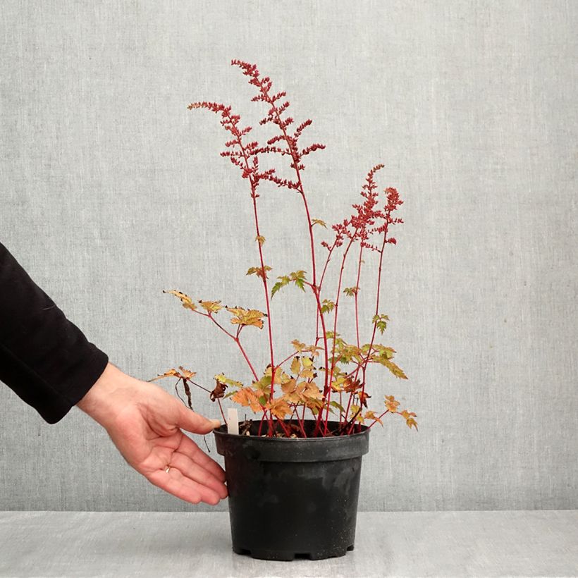 Amostra de Astilbe arendsii Colour Flash Vaso de 2 L/3 L tal como entregue no outono