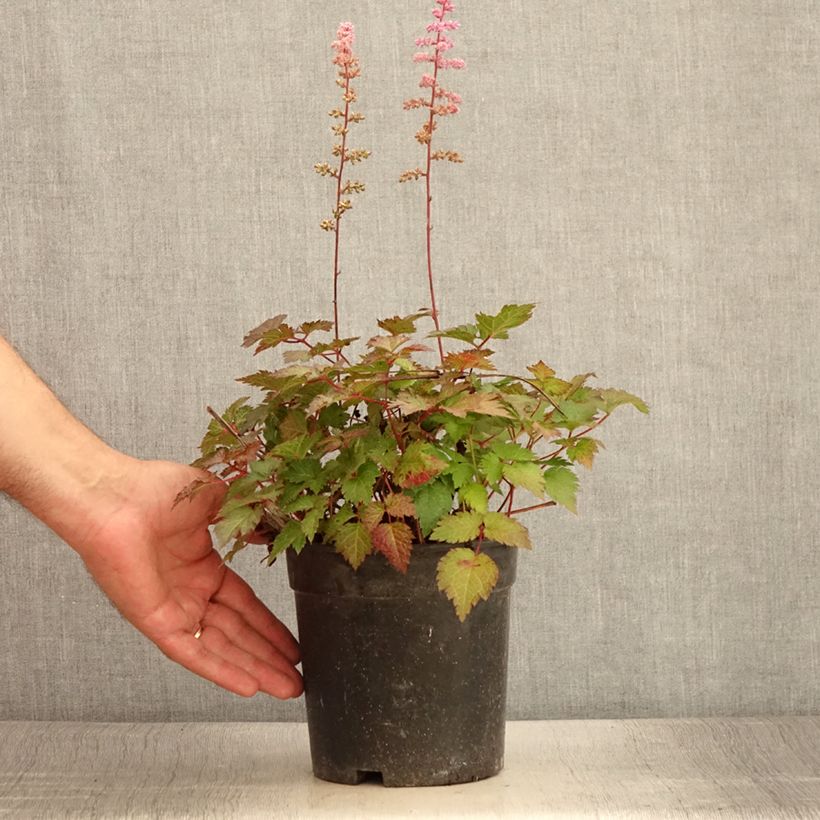 Amostra de Astilbe arendsii Colour Flash Vaso de 2 L/3 L tal como entregue no verão