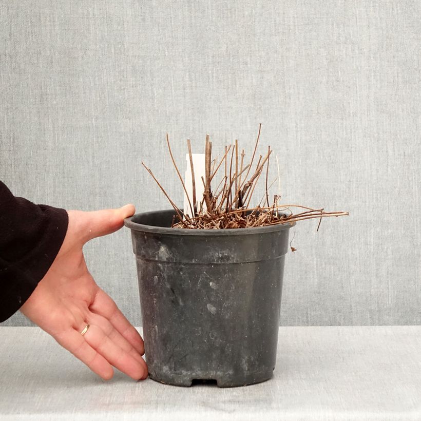 Amostra de Astilbe arendsii Colour Flash Vaso de 2 L/3 L tal como entregue na primavera