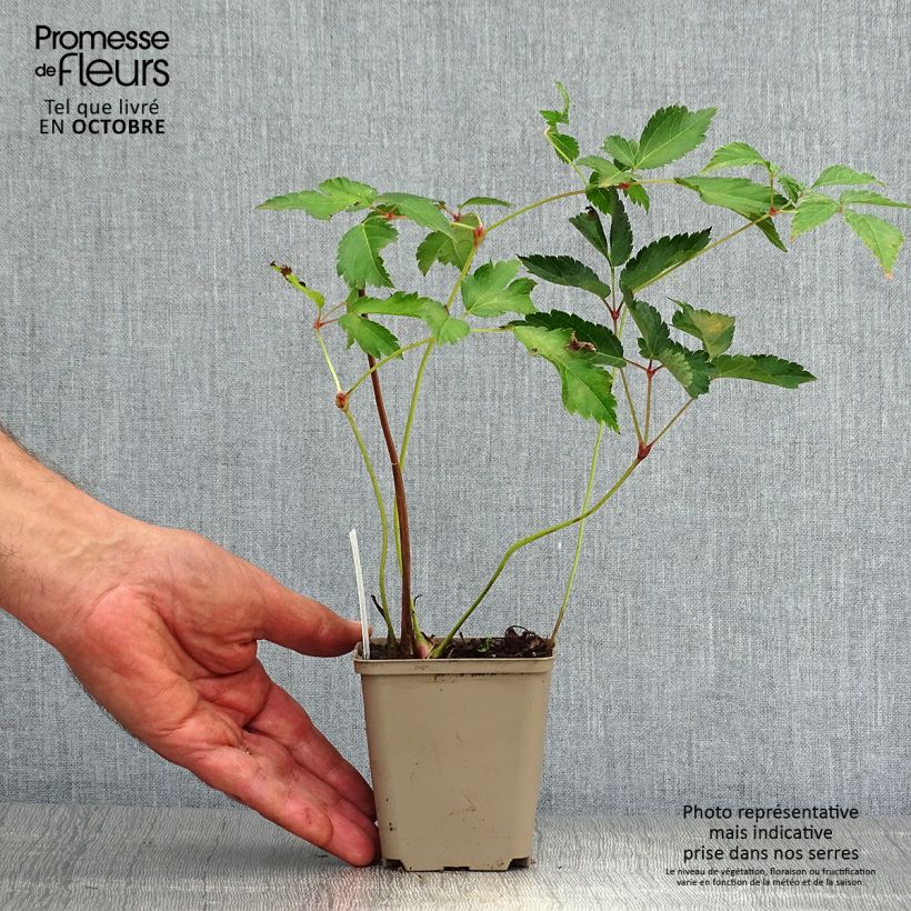 Amostra de Astilbe arendsii Diamant Vaso de 8/9 cm tal como entregue no outono
