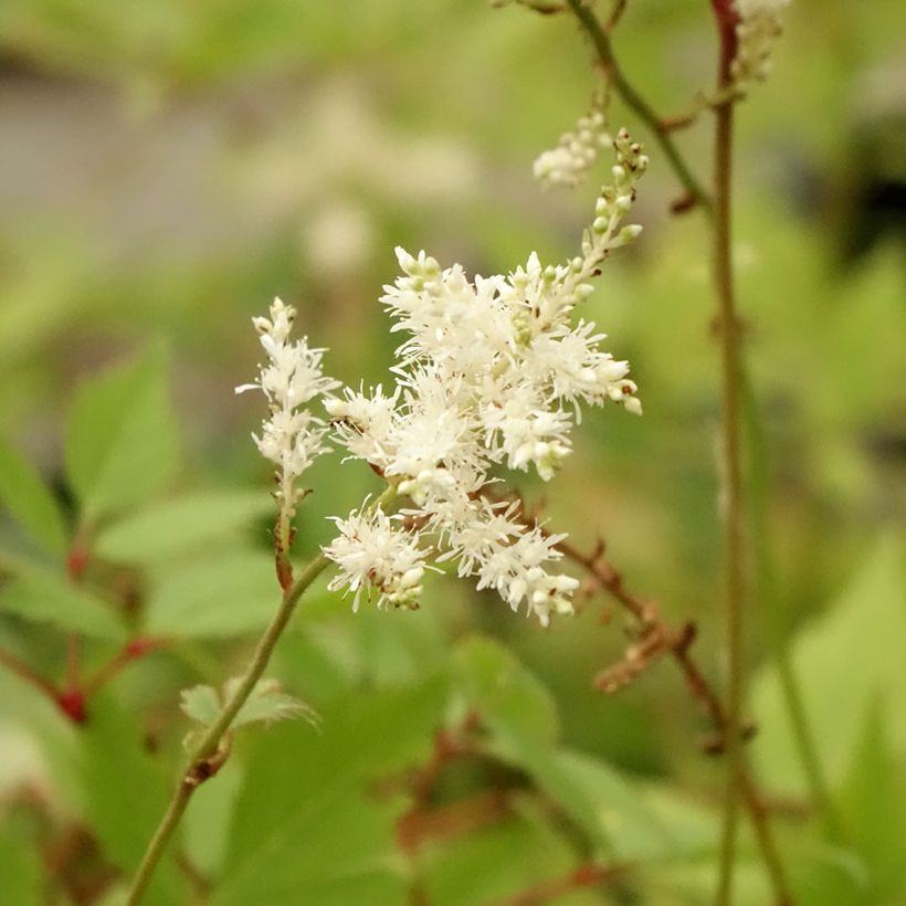 Astilbe arendsii Diamant (Floração)