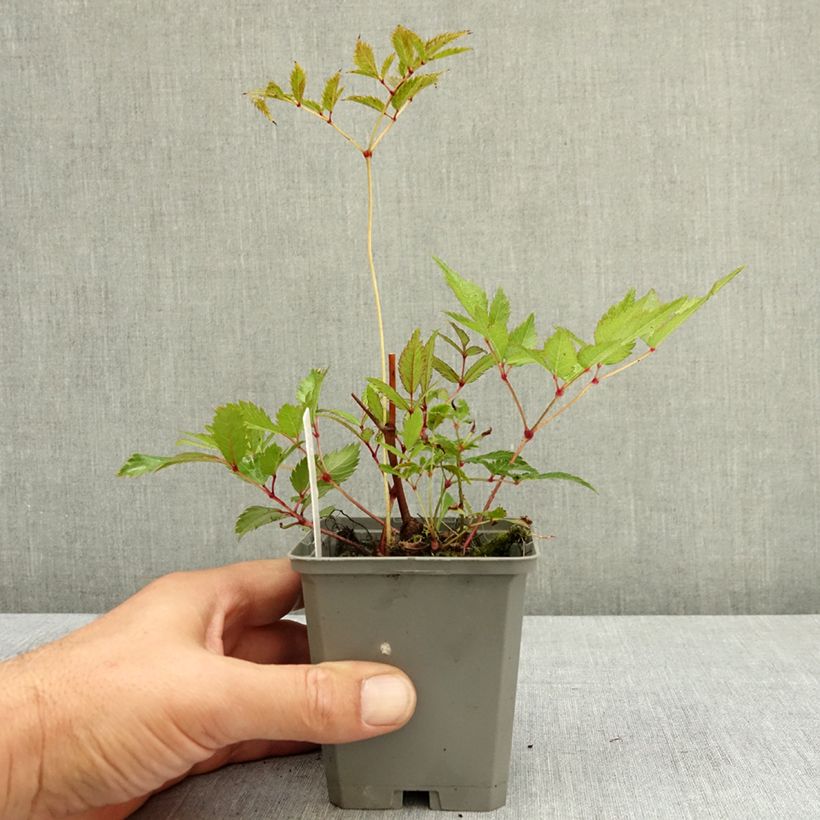 Amostra de Astilbe arendsii Ellie Vaso de 8/9 cm tal como entregue no verão
