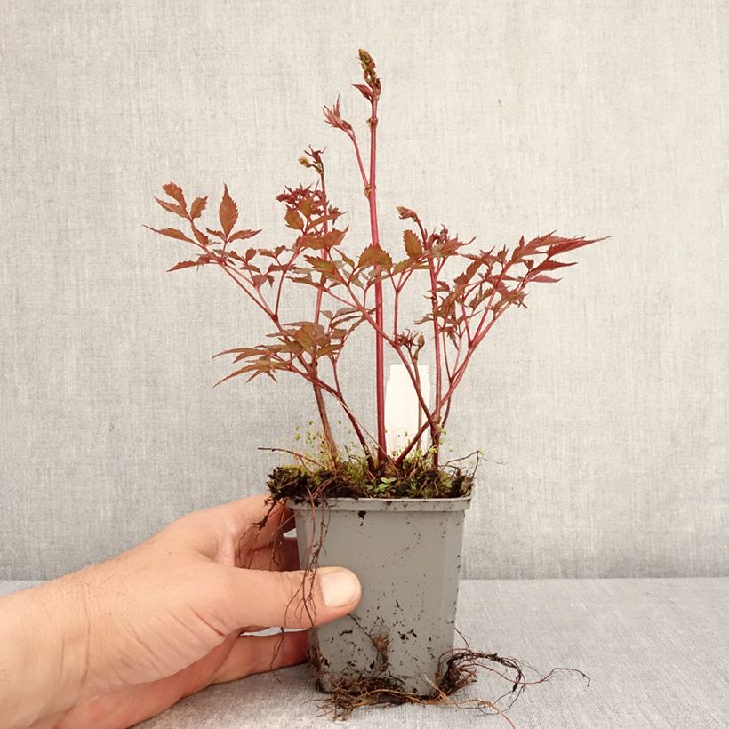 Amostra de Astilbe arendsii Ellie Vaso de 8/9 cm tal como entregue na primavera