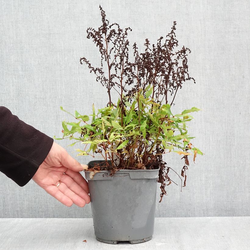Amostra de Astilbe arendsii Ellie Vaso de 2 L/3 L tal como entregue no outono